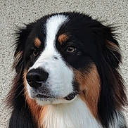 Wallace participe au concours pour gagner de l'argent avec cette photo : dog, bernese_mountain_dog, close_up, tricolor, black_fur, white_fur, brown_fur, fluffy, pet, canine, portrait, animal, muzzle, ears, outdoor, calm, thoughtful, domestic_animal, looking_away, furry