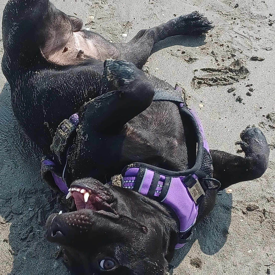 Stella a rejoint le concours — aidez-le/la à gagner de superbes lots ! accessories, animal, beach, bulldog, canine, coast, dog, frenchbulldog, hound, monkey, nature, outdoors, pet, puppy, purple, sea, shoreline, soil, summer, water