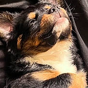 Jax is registered to the contest to win money with this photo: adorable, animal, black, brown, closeup, cozy, cute, dog, ears, fur, indoor, lying_down, paws, pet, portrait, puppy, relaxed, sleeping, soft_light, white