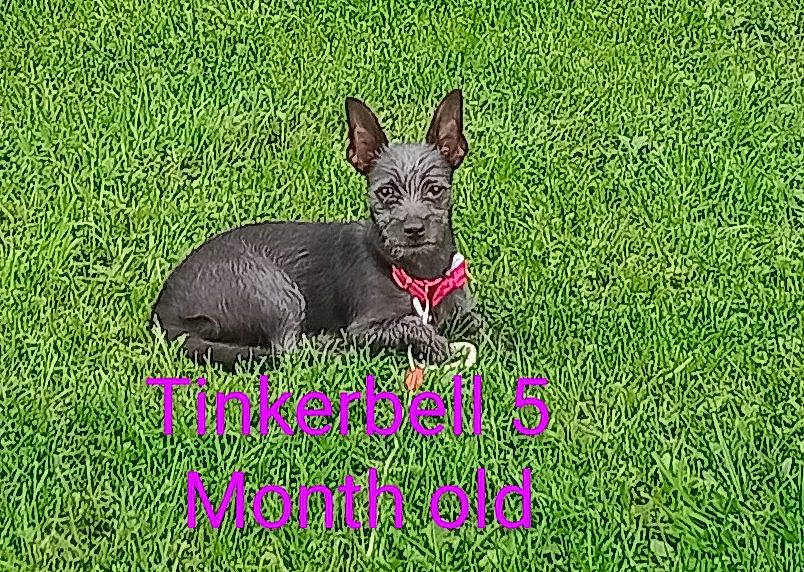 Tinkerbell is registered to the contest to win money with this photo: biting, canidae, carnivore, companion_dog, dog, dog_breed, fawn, font, grass, grass_family, grassland, groundcover, lawn, snout, sporting_group, terrestrial_animal, terrestrial_plant, whiskers, wildlife, working_animal
