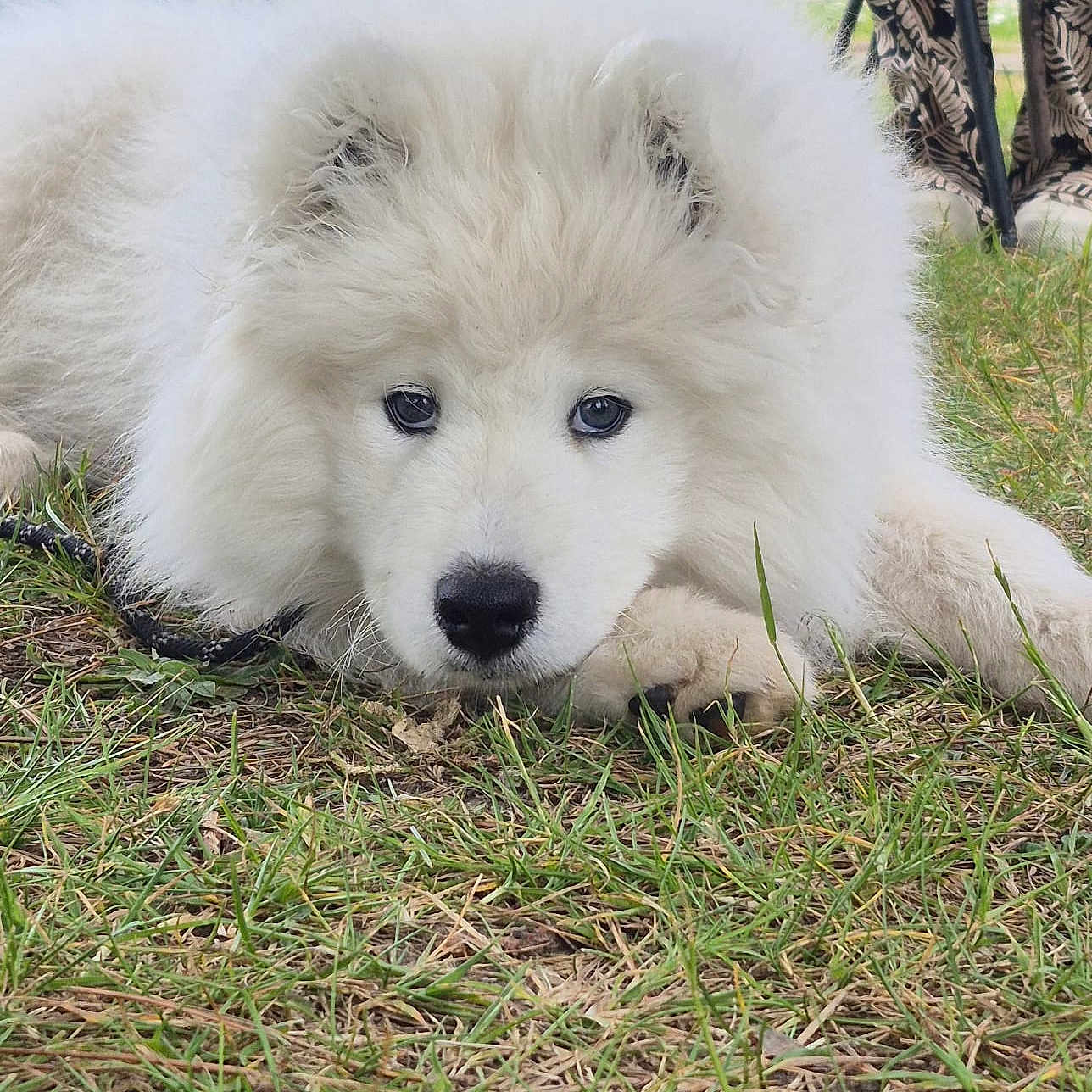 Aiza a rejoint le concours — aidez-le/la à gagner de superbes lots ! animal, black_nose, canine, casual_clothing, close_up, cute, dog, ears, face, fluffy, grass, legs, lying_down, muzzle, nature, outdoor, person, pet, puppy, white_fur