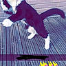 Mini participe au concours pour gagner de l'argent avec cette photo : cat, black_and_white, playful, pouncing, wooden_deck, brick_wall, cord, string, pet, animal, fur, whiskers, paw, tail, outdoor, funny_text, text_overlay, active, cute, domestic