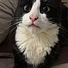 cat, tuxedo_cat, black_and_white, pink_nose, whiskers, fluffy, paws, wide_eyes, curious, indoor, pet, feline, close_up, sitting, soft_texture, cozy, fur, animal, portrait, domestic_cat