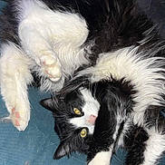 Mini a rejoint le concours — aidez-le/la à gagner de superbes lots ! cat, black_and_white, fluffy, lying_down, stretching, paws, pink_pads, yellow_eyes, indoor, blue_fabric, pet, whiskers, curious, relaxed, animal, feline, soft, cute, fur, domestic