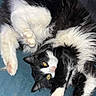 cat, black_and_white, fluffy, lying_down, stretching, paws, pink_pads, yellow_eyes, indoor, blue_fabric, pet, whiskers, curious, relaxed, animal, feline, soft, cute, fur, domestic