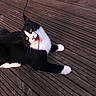 cat, black_and_white_cat, pet, animal, wooden_deck, playful, cable, outdoor, curious, whiskers, fur, paw, nose, mouth_open, lying_down, texture, planks, brick_wall, leash, daylight