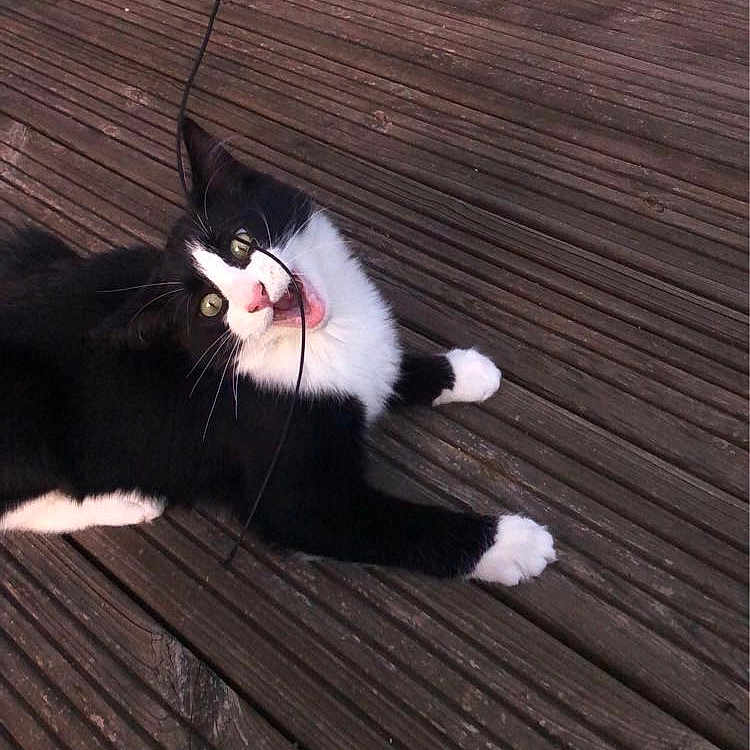 Mini participe au concours pour gagner de l'argent avec cette photo : cat, black_and_white_cat, pet, animal, wooden_deck, playful, cable, outdoor, curious, whiskers, fur, paw, nose, mouth_open, lying_down, texture, planks, brick_wall, leash, daylight