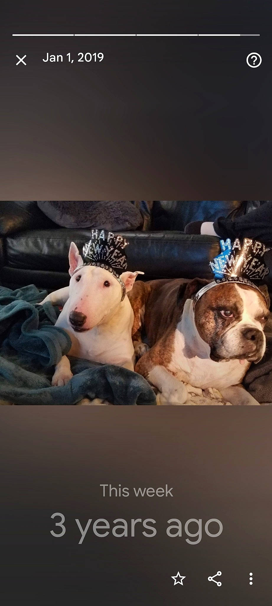 Dixie And Abbie joined the competition — help win amazing prizes! art, canidae, carnivore, cloud, comfort, companion_dog, couch, dog, dog_breed, fawn, fur, illustration, livestock, sheep, sky, snout, sporting_group, whiskers, working_animal