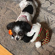 Molly joined the competition — help win amazing prizes! dog, small_dog, black_and_white, carpet, plush_toy, toy, pink_collar, indoor, floor, cute, pet, lying_down, looking_up, stuffed_animal, patterned_carpet, animal, domestic_animal, companion, playful, cozy