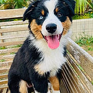Aïka a rejoint le concours — aidez-le/la à gagner de superbes lots ! puppy, dog, bench, tongue_out, outdoor, garden, greenery, wood, happy, pet, fur, black, white, brown, canine, sitting, animal, nature, cute, young