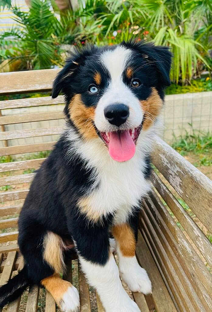Aïka a rejoint le concours — aidez-le/la à gagner de superbes lots ! puppy, dog, bench, tongue_out, outdoor, garden, greenery, wood, happy, pet, fur, black, white, brown, canine, sitting, animal, nature, cute, young