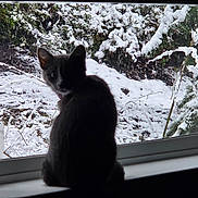 Megara joined the competition — help win amazing prizes! animal, cat, cold, curious, daylight, feline, greenery, indoor, nature, outside, pet, plant, quiet, scenery, silhouette, snow, snowy, window, windowsill, winter