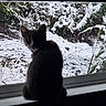 animal, cat, cold, curious, daylight, feline, greenery, indoor, nature, outside, pet, plant, quiet, scenery, silhouette, snow, snowy, window, windowsill, winter