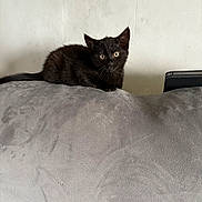 Boris joined the competition — help win amazing prizes! animal, black_kitten, cat, curious, cute, domestic_cat, ears, feline, furniture, gray_couch, indoor, kitten, looking, pet, resting, small, tail, wall, whiskers, young