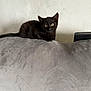 animal, black_kitten, cat, curious, cute, domestic_cat, ears, feline, furniture, gray_couch, indoor, kitten, looking, pet, resting, small, tail, wall, whiskers, young