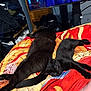 animal, bed, black_cat, blanket, cat, clothing, domestic, foot, furniture, indoor, orange, pet, red, relaxing, room, shelf, shoe, sleeping, television, yellow