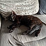 Boris joined the competition — help win amazing prizes! animal, black_cat, couch, cozy, curious, cute, domestic, feline, fur, home, indoor, kitten, paw, pet, relaxed, resting, soft, tail, whiskers, young