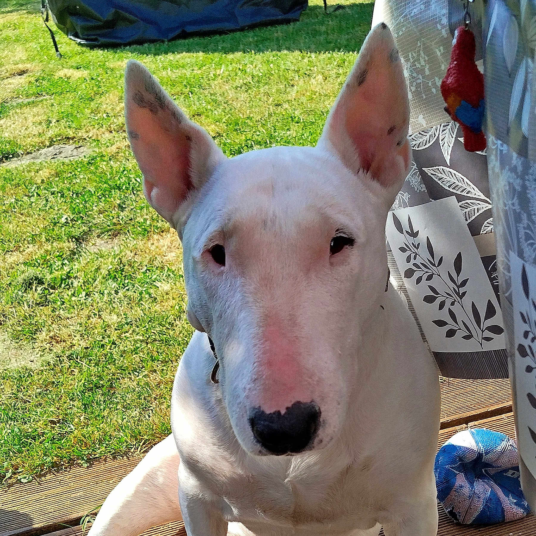 Laya
