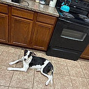 Harper joined the competition — help win amazing prizes! dog, kitchen, tile_floor, wooden_cabinets, black_stove, blue_kettle, countertop, appliance, pet, indoor, flooring, curious, lying_down, black_and_white, domestic, home, tile_grout, small_dog, looking_up, resting