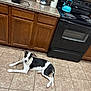 dog, kitchen, tile_floor, wooden_cabinets, black_stove, blue_kettle, countertop, appliance, pet, indoor, flooring, curious, lying_down, black_and_white, domestic, home, tile_grout, small_dog, looking_up, resting
