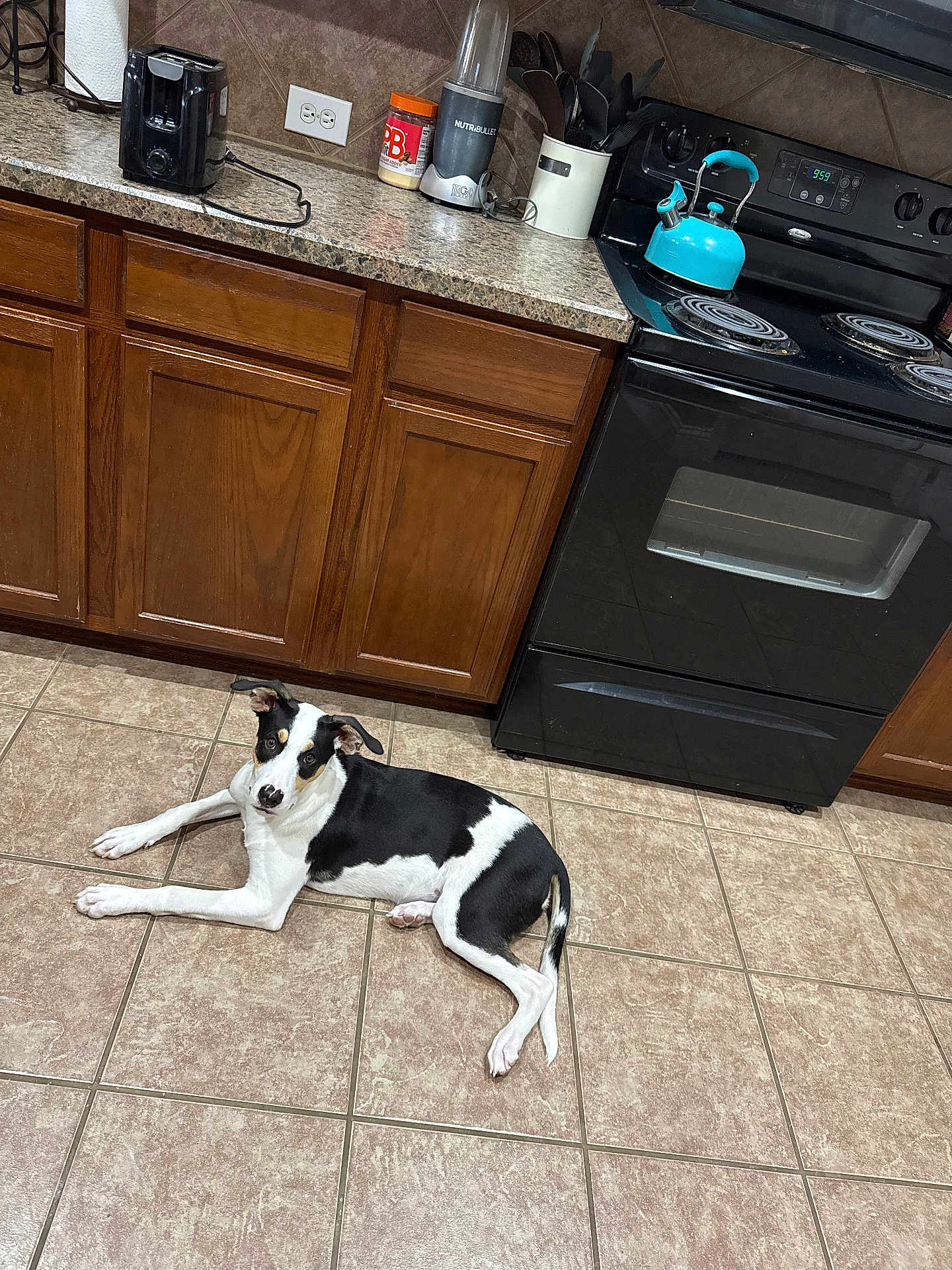 Harper joined the competition — help win amazing prizes! dog, kitchen, tile_floor, wooden_cabinets, black_stove, blue_kettle, countertop, appliance, pet, indoor, flooring, curious, lying_down, black_and_white, domestic, home, tile_grout, small_dog, looking_up, resting
