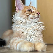 Tigger is registered to the contest to win money with this photo: cat, orange_tabby, fluffy, fur, pet, animal, indoor, floor, relaxed, portrait, feline, whiskers, ears, paws, cute, domestic_cat, curly_fur, looking_away, soft_light, closeup