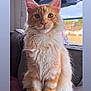 Tigger joined the competition — help win amazing prizes! cat, orange_tabby, fluffy, feline, pet, domestic_cat, indoor, couch, window, black_cat, silhouette, ears, whiskers, fur, animal, cute, sitting, relaxed, home, daylight