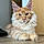 Tigger
