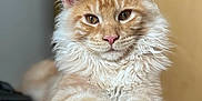 Tigger is registered to the contest to win money with this photo: cat, orange_tabby, fluffy, pet, animal, indoor, floor, close_up, portrait, feline, whiskers, ears, paws, fur, relaxed, cute, looking_at_camera, domestic_cat, young_cat, soft_light