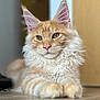 Tigger joined the competition — help win amazing prizes! cat, orange_tabby, fluffy_fur, indoor, floor, close_up, pet, animal, whiskers, ears, relaxed, portrait, feline, cute, young_cat, muzzle, eyes, pink_nose, soft_light, background_blur