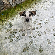 Bailey joined the competition — help win amazing prizes! animal, canine, curious, daylight, dog, ears, frost, fur, grass, ground, looking_up, muzzle, nature, outdoor, paw_prints, pet, sitting, snow, stone_wall, winter