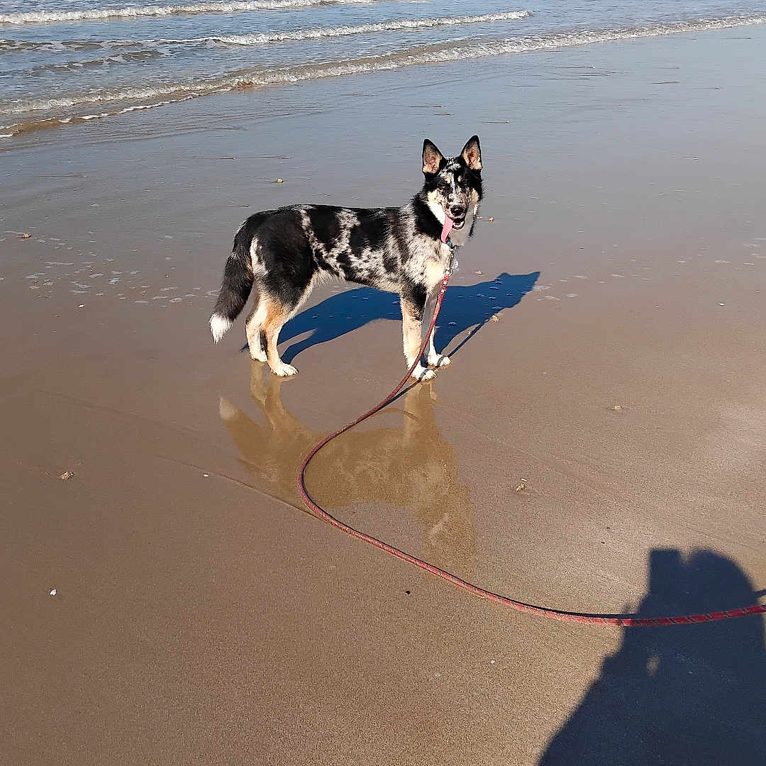 Valco participe au concours pour gagner de l'argent avec cette photo : accessories, animal, beach, canine, coast, dog, germanshepherd, husky, leash, nature, outdoors, pet, puppy, sea, seawaves, shoreline, sky, strap, summer, water