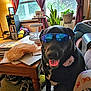 Marley is registered to the contest to win money with this photo: black_dog, books, carpet, couch, curtains, decor, dog, flower_collar, happy, indoor, lamp, living_room, person, plant, reflection, relaxed, shoes, sunglasses, table, window