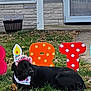animal, bandana, birthday, birthday_girl, black_dog, celebration, colorful, decorations, dog, door, festive, grass, headband, holiday, house, outdoor, pet, relaxed, window, yard