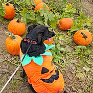 Marley joined the competition — help win amazing prizes! animal, autumn, black_dog, costume, cute, dog, fall, festive, greenery, ground, leash, leaves, nature, outdoor, pet, playful, pumpkin_costume, pumpkin_patch, pumpkins, tongue_out