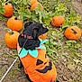 animal, autumn, black_dog, costume, cute, dog, fall, festive, greenery, ground, leash, leaves, nature, outdoor, pet, playful, pumpkin_costume, pumpkin_patch, pumpkins, tongue_out