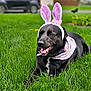 animal, bandana, black_dog, bunny_ears, canine, costume, cute, dog, ears, festive, grass, green_grass, happy, nature, outdoor, pet, playful, smiling, spring, tongue_out