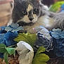 cat, fluffy, gray_and_white, flower_arrangement, blue_flowers, white_flowers, green_leaves, table, indoor, close_up, relaxed, pet, cute, animal, soft_focus, domestic_cat, whiskers, feline, plant, nature