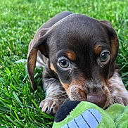 Mac joined the competition — help win amazing prizes! brown, chewing, close_up, cute, dog, eyes, grass, green, macro, nose, outdoor, paw, play, plush_toy, portrait, puppy, shallow_depth_of_field, toy, whiskers, young