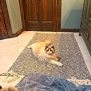 Peaches is registered to the contest to win money with this photo: cat, fluffy_cat, indoor, rug, wooden_door, furniture, floor, curious, pet, animal, cozy, relaxed, looking, cream_color, brown_color, home, carpet, domestic_cat, long_hair, resting