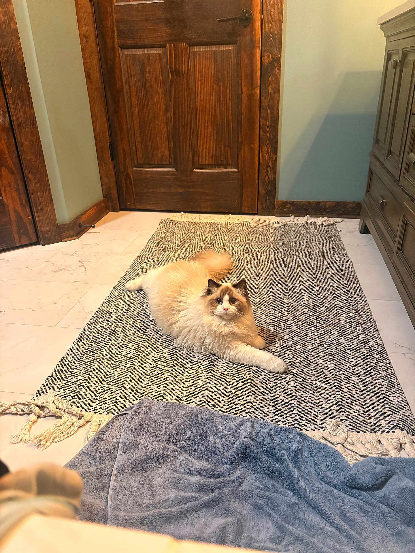 Peaches is registered to the contest to win money with this photo: cat, fluffy_cat, indoor, rug, wooden_door, furniture, floor, curious, pet, animal, cozy, relaxed, looking, cream_color, brown_color, home, carpet, domestic_cat, long_hair, resting