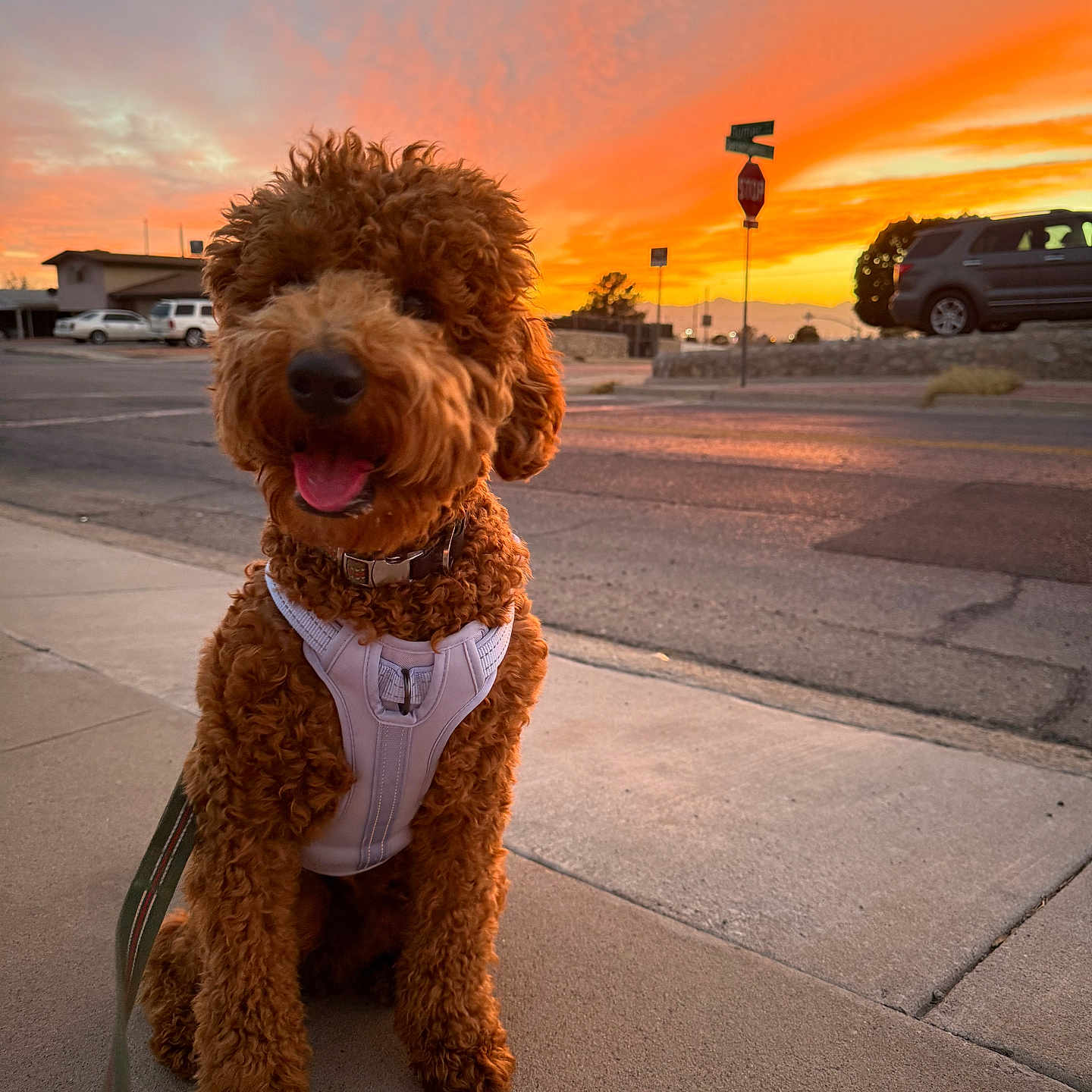 Chopper joined the competition — help win amazing prizes! animal, canine, car, clouds, curly_fur, dog, fur, happy, harness, leash, nature, outdoor, pet, road_sign, sidewalk, sky, street, sunset, transport, urban