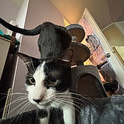 Louis Vuitton is registered to the contest to win money with this photo: cat, black_and_white, indoor, pet, feline, whiskers, curious, close_up, cat_tree, door, blanket, cozy, home, fur, animal, portrait, ears, tail, room