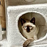 Cleopatra joined the competition — help win amazing prizes! cat, siamese, kitten, pet, animal, feline, blue_eyes, cat_condo, plush, indoor, cute, resting, paw, cozy, fur, looking, young, small, home, relaxed