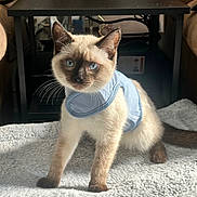 Cleopatra joined the competition — help win amazing prizes! kitten, cat, siamese_cat, blue_eyes, harness, pet, indoor, blanket, furniture, table, curious, young_cat, animal, whiskers, soft_texture, domestic_cat, cute, fur, paw, looking