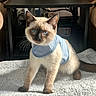 kitten, cat, siamese_cat, blue_eyes, harness, pet, indoor, blanket, furniture, table, curious, young_cat, animal, whiskers, soft_texture, domestic_cat, cute, fur, paw, looking