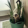 Cleopatra joined the competition — help win amazing prizes! kitten, cat, plant, green_pot, indoor, door, rug, curious, exploring, leaf, frosted_glass, floor, cabinet, pet, animal, young_cat, tall_leaves, home, playful, cozy