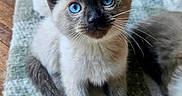 Cleopatra is registered to the contest to win money with this photo: kitten, cat, siamese, blue_eyes, fur, whiskers, pet, animal, cute, indoor, rug, texture, sitting, curious, closeup, young, domestic, feline, soft, playful