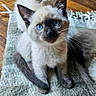 kitten, cat, siamese, blue_eyes, fur, whiskers, pet, animal, cute, indoor, rug, texture, sitting, curious, closeup, young, domestic, feline, soft, playful