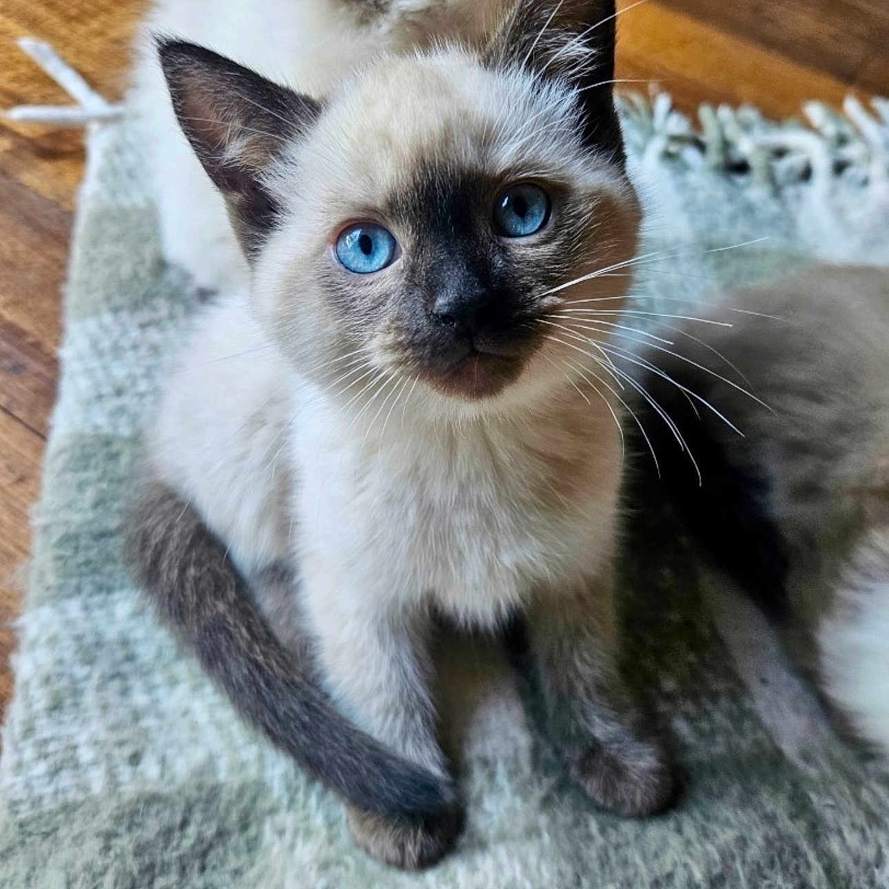 Cleopatra